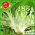 Green leafy decorative iceberg lettuce